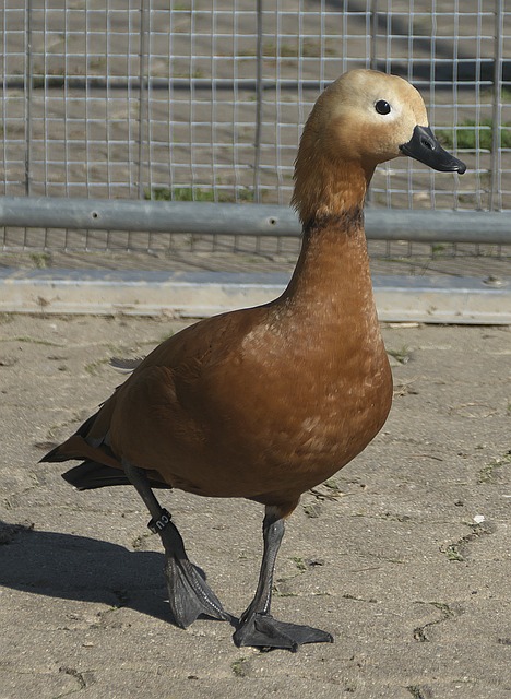 又不因失误